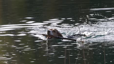Cute-beagle-dog-swims-in-water-with-wooden-stick-in-mouth