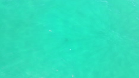 Calm-Waves-In-Summertime---Turquoise-Blue-Ocean-Water---Palm-Beach,-Queensland,-Australia