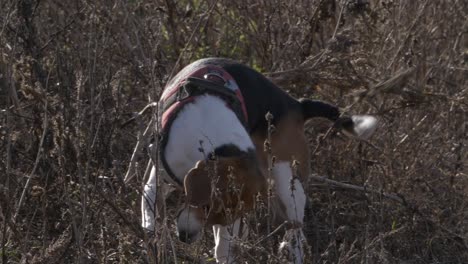 Beagle-dog-sniffs-among-weeds.-Slow-motion