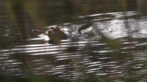 Beagle-Hund-Gesehen-Durch-Baumwedel-Schwimmen-Mit-Holzstab-Im-Mund