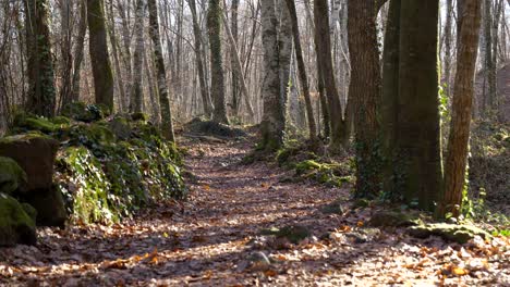 First-person-walk-along-solitary-path-of-beech-forest