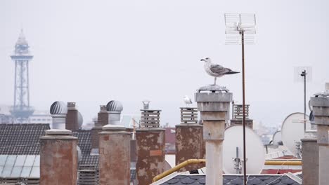 A-lone-seagull-pooping-while-perched-on-a-rooftop-in-Barcelona,-Spain