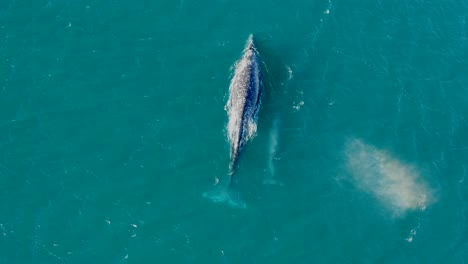 Drohne:-Wale-Atmen-Im-Meer