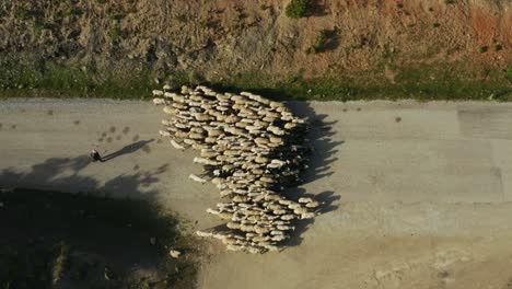 aerial-view-of-flock-of-sheep-and-shepherd