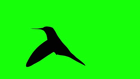 Silhouette-Eines-Flatternden-Kolibris,-Auf-Grünem-Bildschirm,-Seitenansicht