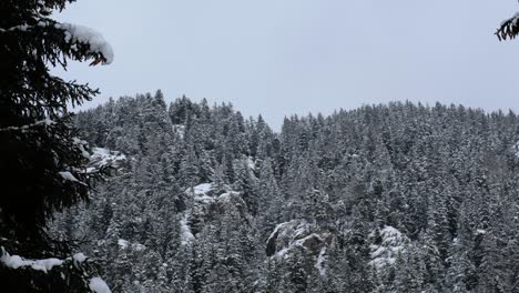 Bäume-In-Der-Mitte-Der-Winterlandschaft-In-Den-Alpen