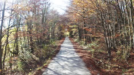 Im-Herbst-Durch-Den-Wald-Spazieren