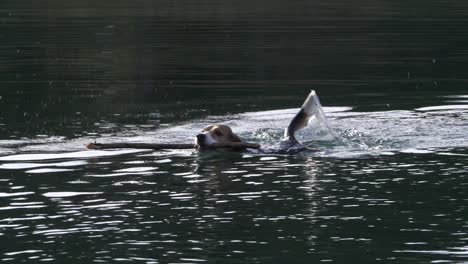 Beagle-Hund-Schwimmt-Im-Wasser-Und-Hält-Einen-Holzstab-Mit-Zähnen