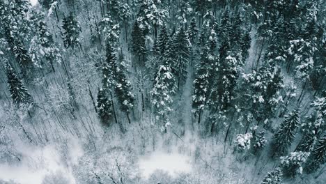 Wald-Im-Winter