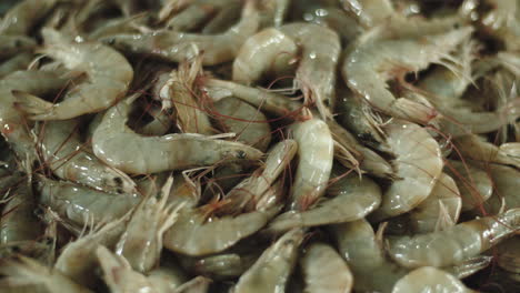 Large-pile-of-catch-of-raw-shrimp-with-long-antennae,-close-up