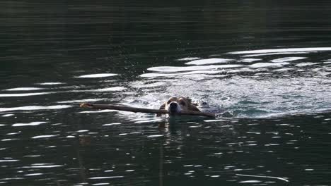 Beagle-Hund-Wedelt-Mit-Dem-Schwanz-Im-Wasser,-Während-Er-Mit-Einem-Holzstab-Im-Mund-Schwimmt