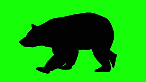 Silhouette-Eines-Bären-Zu-Fuß,-Auf-Grünem-Bildschirm,-Seitenansicht