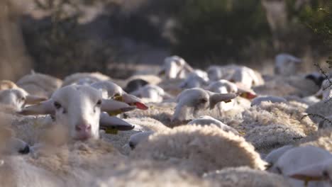 Close-up-of-group-of-sheep-walking.-Slow-motion