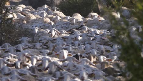 Flock-of-sheep-moving.-Slow-motion-high-angle