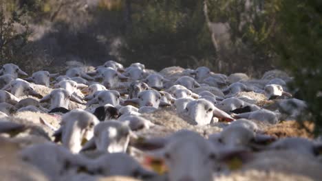 crowd-of-sheep-walking.-Close-up-and-slow-motion