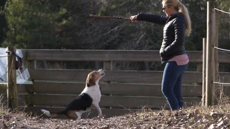 Beagle-dog-jumps-high-and-catch-a-wooden-stick-in-woman's-hand