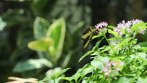 Tropischer-Schmetterling-In-Seiner-Natürlichen-Umgebung