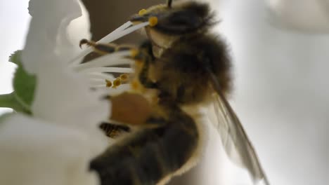 Makroaufnahme-Einer-Biene,-Die-Weiße-Blüten-Bestäubt