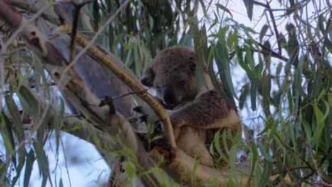 Entzückender-Koala,-Der-Auf-Einem-Eukalyptusbaum-In-Australien-Schläft