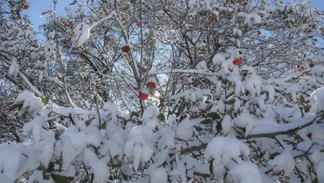 Snow-laden-apple-tree-from-low-angle