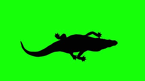 Silhouette-Eines-Krokodils-Zu-Fuß,-Auf-Grünem-Bildschirm,-Draufsicht