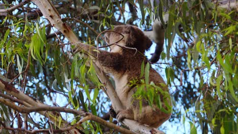 Koala,-Der-Blätter-Eines-Eukalyptusbaums-Im-Schutzgebiet-In-Queensland-Isst
