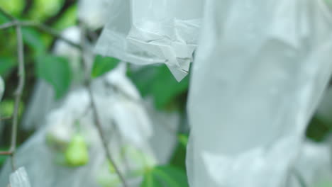 Watery-rose-apples-on-trees-protected-by-plastic-bags