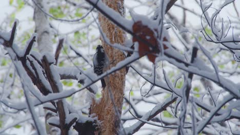 Woodpecker-sitting-amidst-snow-laden-branches