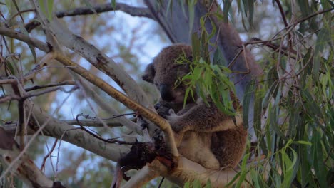 Koala-Sitting-And-Sleeping-On-Eucalyptus-Tree-Branch-In-Queensland,-Australia