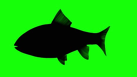 Silhouette-Eines-Schwimmenden-Fisches,-Auf-Grünem-Bildschirm,-Seitenansicht