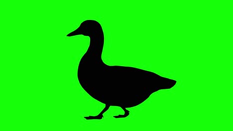Silhouette-Einer-Ente-Zu-Fuß,-Auf-Grünem-Bildschirm,-Seitenansicht
