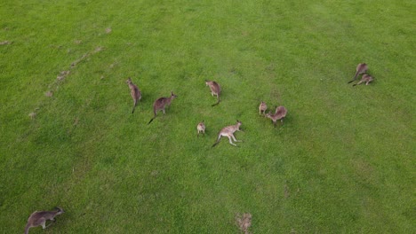 Aerial-View-Of-Mob-Of-Kangaroos-Resting-And-Lying-On-Green-Grassy-Field-In-Currumbin-Valley,-QLD,-Australia