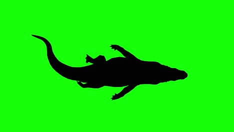 Silhouette-Eines-Schwimmenden-Krokodils,-Auf-Grünem-Bildschirm,-Draufsicht