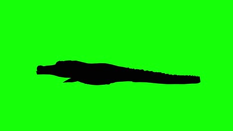 Silhouette-Eines-Krokodils-Zu-Fuß,-Auf-Grünem-Bildschirm,-Seitenansicht