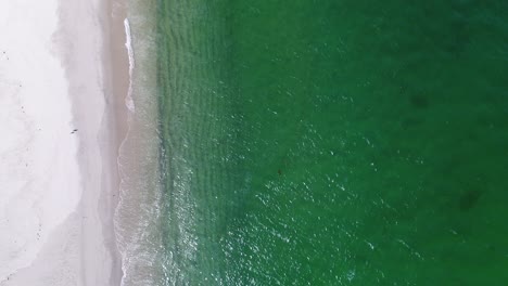 slowed-down-top-down-view-of-emerald-water-with-waves-crashing-on-shore-while-white-sea-birds-fly-below