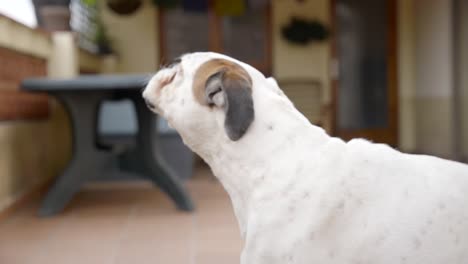 Porträt-Des-Weißen-Boxerhundes.-Zeitlupe