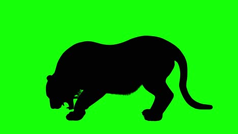Silhouette-Eines-Fressenden-Tigers,-Auf-Grünem-Bildschirm,-Seitenansicht