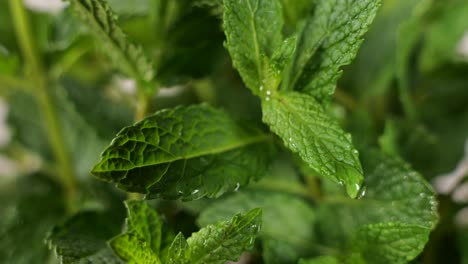 Macro-view-of-water-drops-on-mint-leaves
