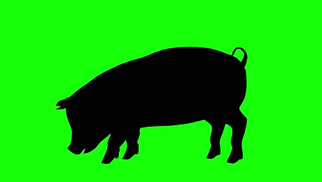 Silhouette-of-a-pig-eating,-on-green-screen,-side-view