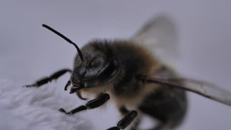 Macro-shot-of-bee-on-white-background