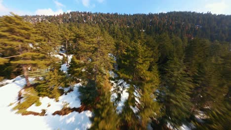Aerial-shot-of-snowy-forest-by-fpv-drone