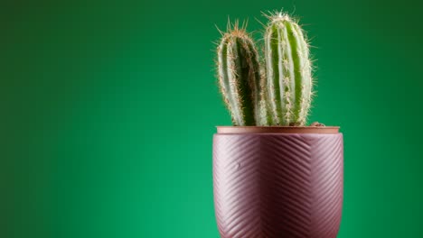 Rotating-succulent-Cereus-cactus-plant-in-vase-pot-rotating-on-green-plain-background