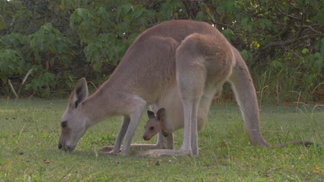 Mother-Kangaroo-And-Joey-Grazing-On-Grassland-At-Daytime---Hungry-Kangaroo---Australia