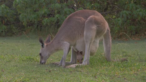 Mother-And-Joey-Red-Kangaroo-Eating-Grass-On-Grassy-Park-At-Daytime---Marsupial-Animal-In-Australia