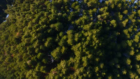 aerial-top-view-of-green-forest-at-winter-time