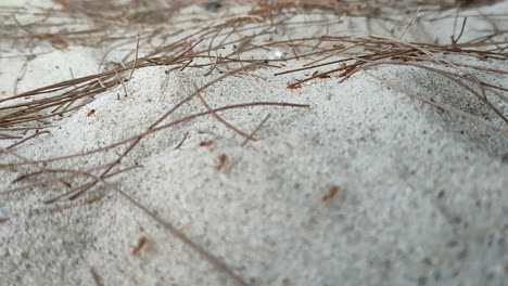 Eine-Gruppe-Roter-Ameisen-Zog-Durch-Einen-Sandstrand