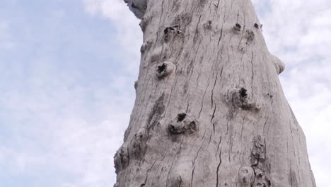 Died-Old-Tree-Trunk-With-Girl-Touching-Its-Bark---Naree-Budjong-Djara-National-Park,-North-Stradbroke-Island,-QLD-Australia
