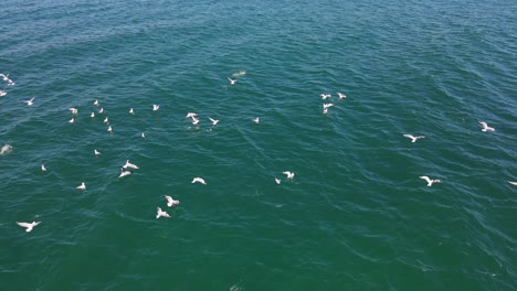 Grupo-De-Gaviotas-Volando-Y-Cazando-Peces-Para-Comer-En-El-Océano-En-Queensland,-Australia