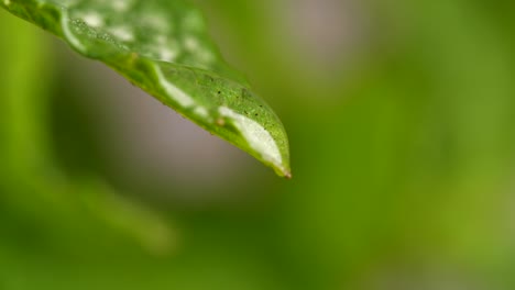 Water-drop-falling-from-green-leaf