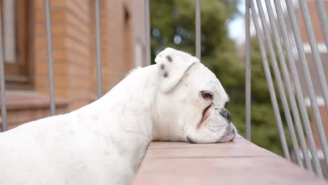 Beautiful-white-boxer-dog-with-muzzle-tenderly-resting-on-low-wall